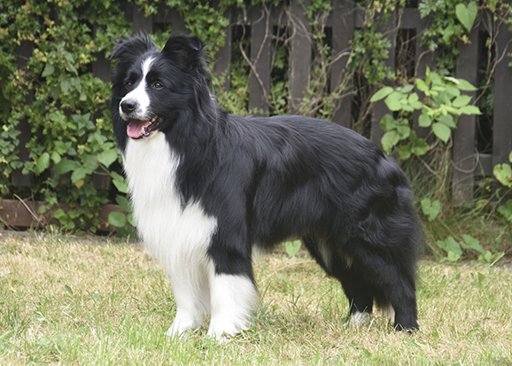 Border Collie Club of Great Britain